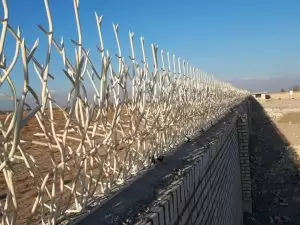 حفاظ شاخ گوزنی در زنجان